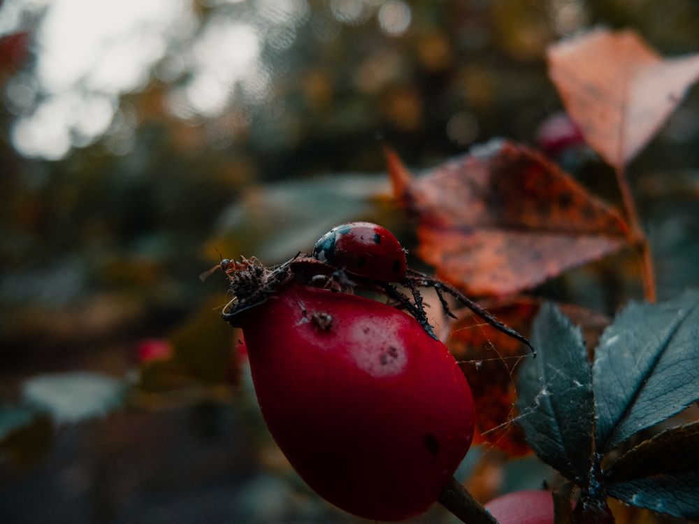 Photograph by Станислав Кунецкий