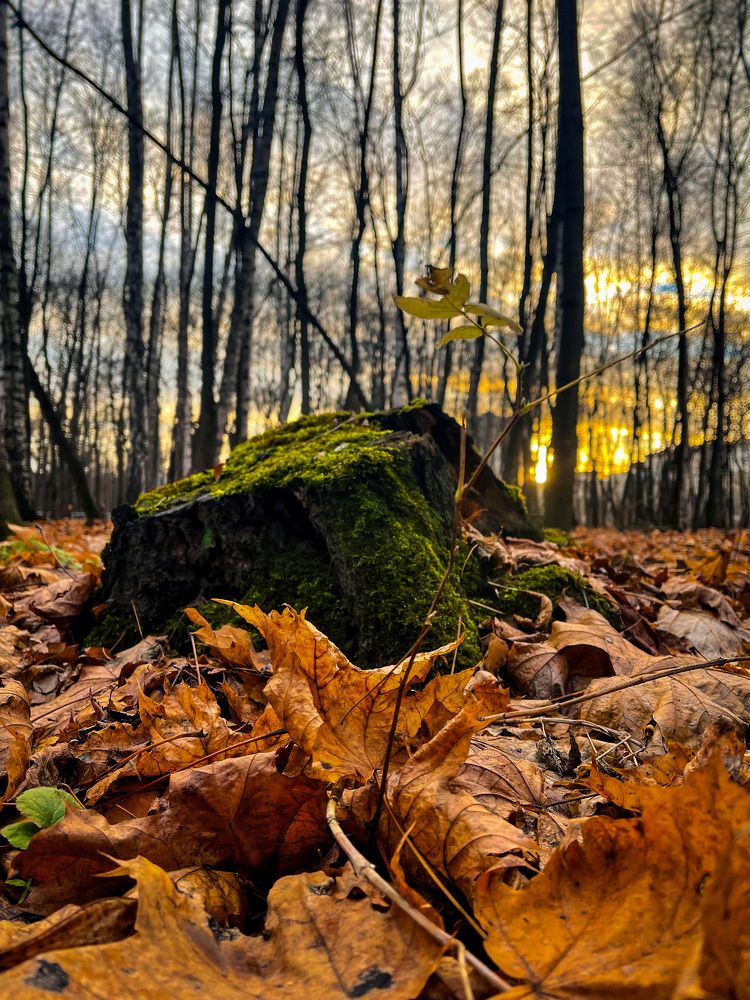 Фотография автора Елизавета