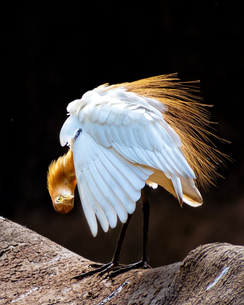 Photograph by Souradeep Chakraborty