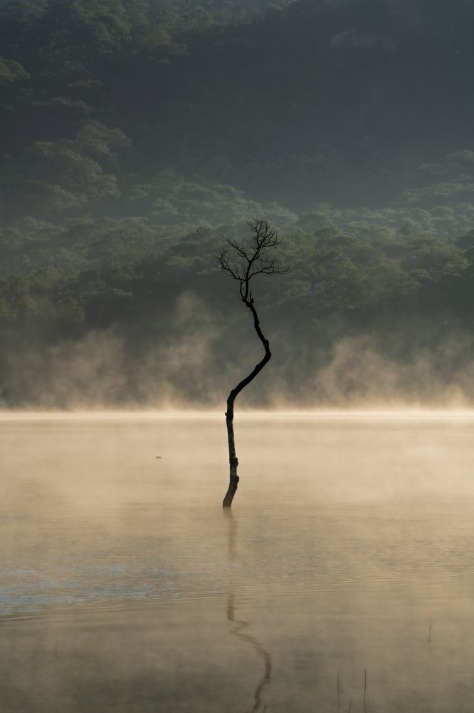 Photograph by nguyễn minh