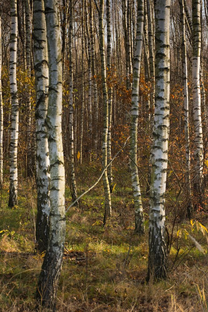 Photograph by Krzysztof Bozalek