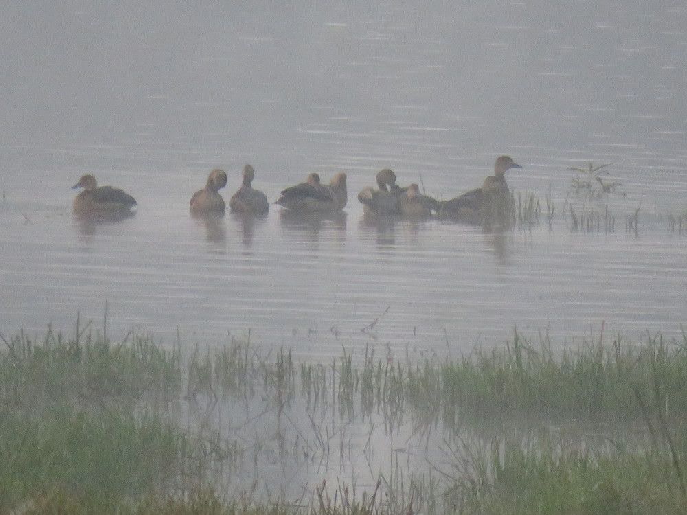 Siberian ducks in the fog