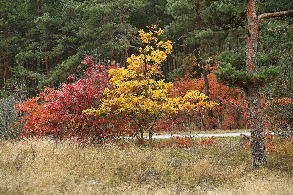 Осенний "мольберт".