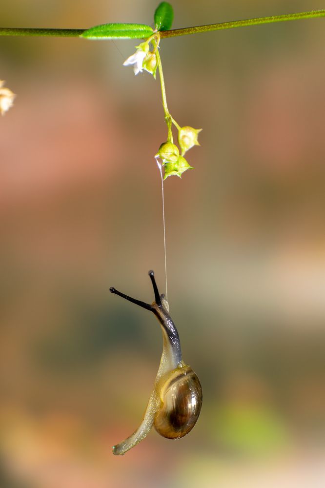 I am a snail, not a spider