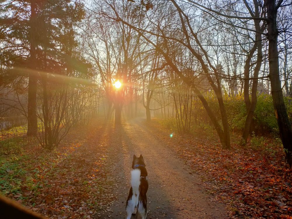 Golden Autumn