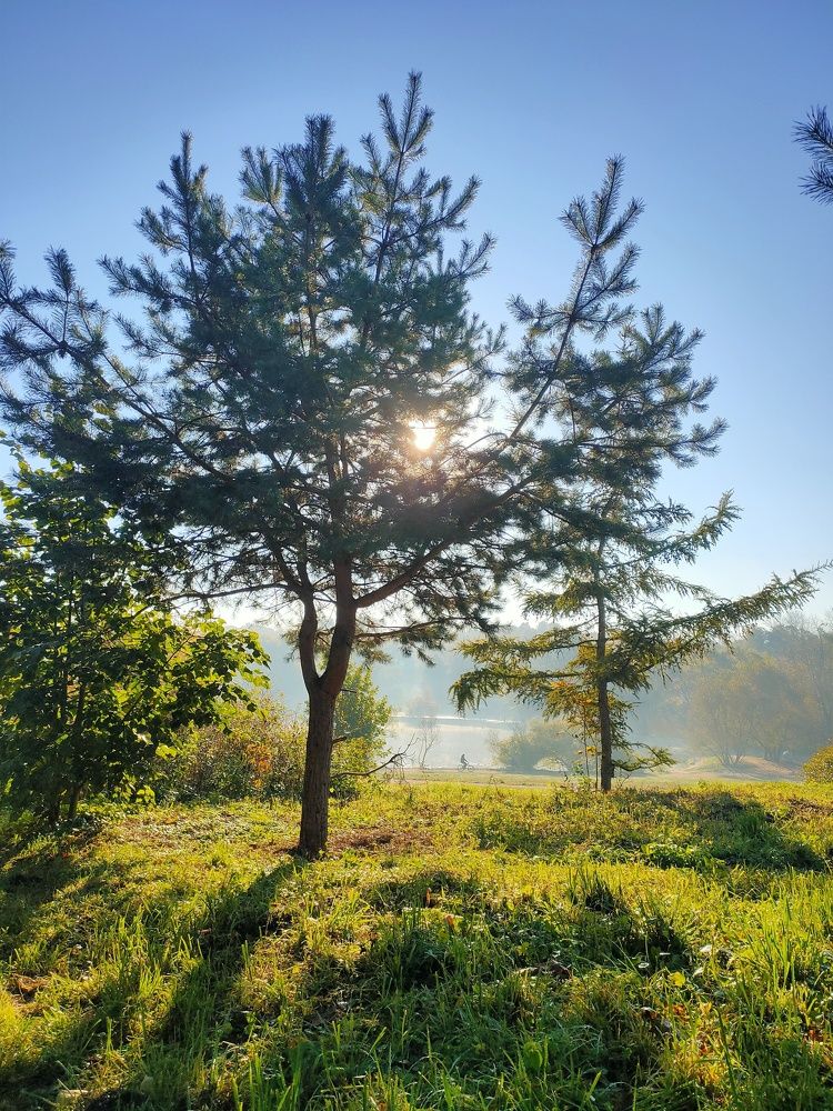 Autumn morning