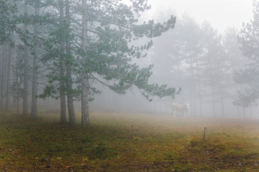 Misty morning mountain landscape