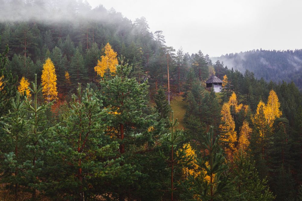 Misty forest of pine trees on the mountains