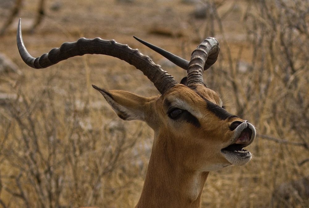 Споёмте, друзья ...