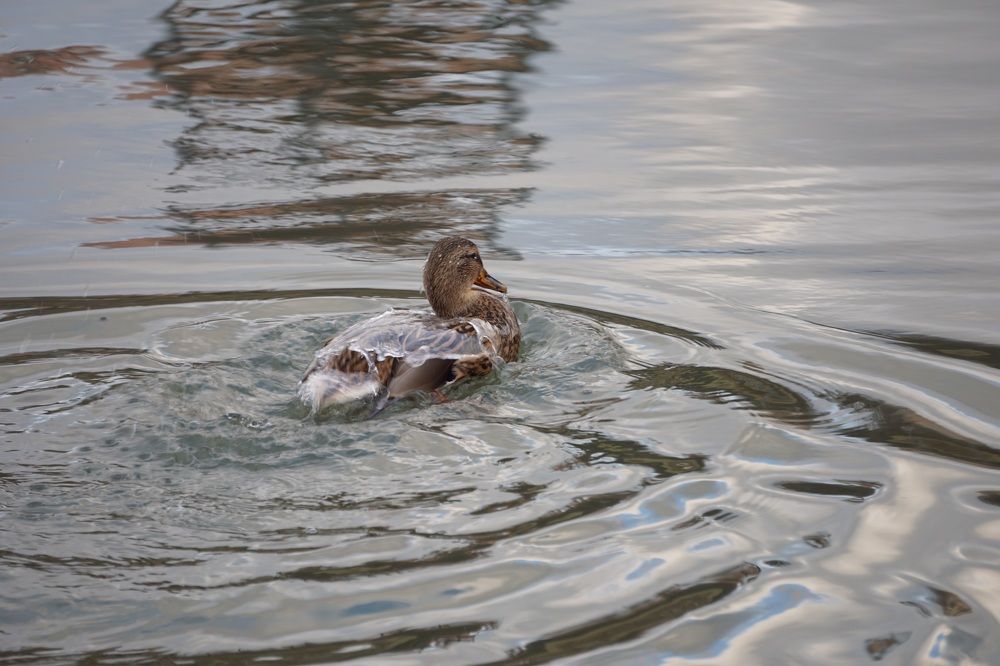Водные процедуры