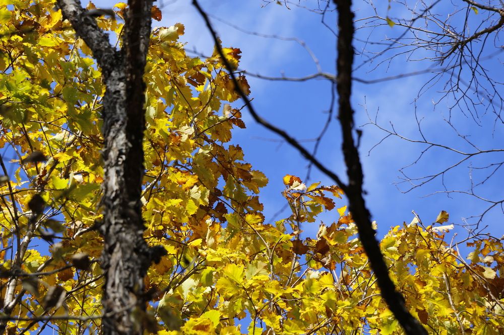 Photograph by Svetlana Victorovna Kibyakova