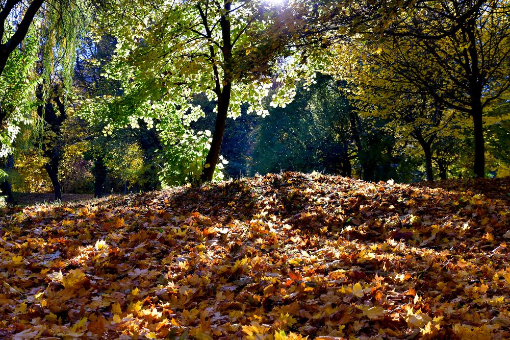 Photograph by Attila Mező