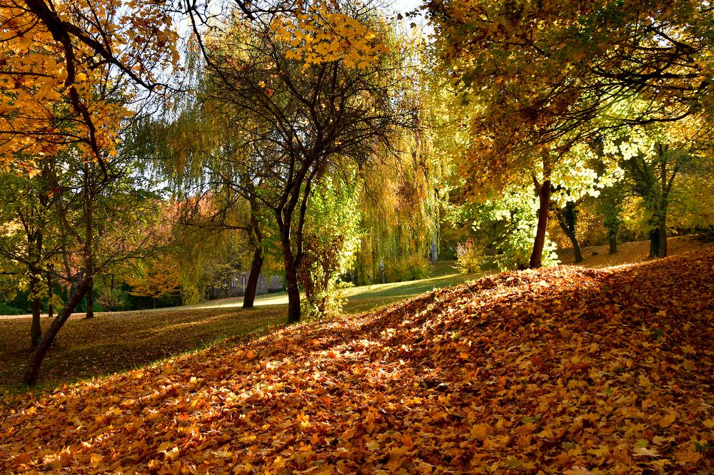 Photograph by Attila Mező