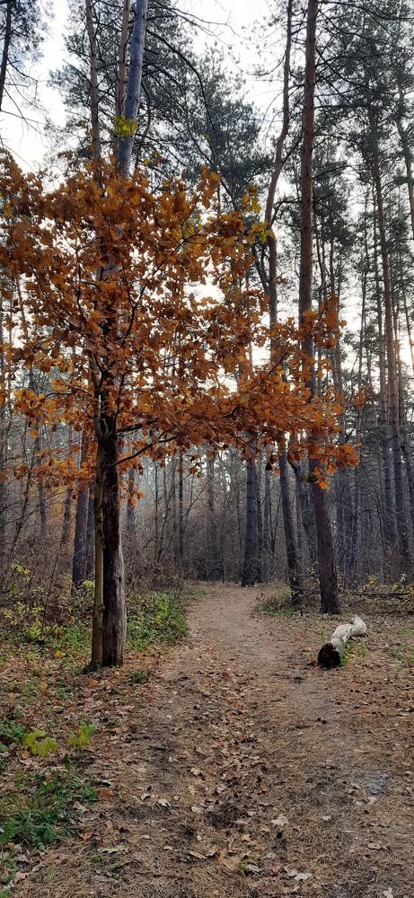 Photograph by Ирина Степанова