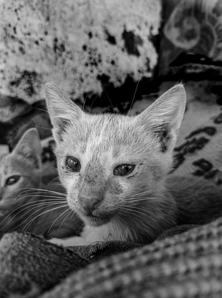 Photograph by Abdallah Bakr