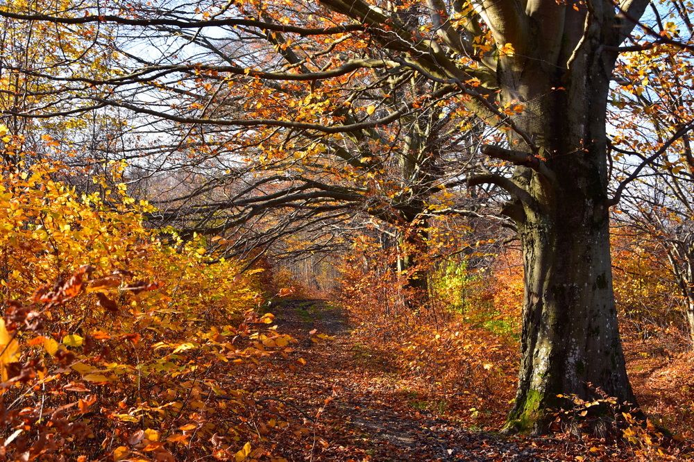 Photograph by Ирина Алексеева