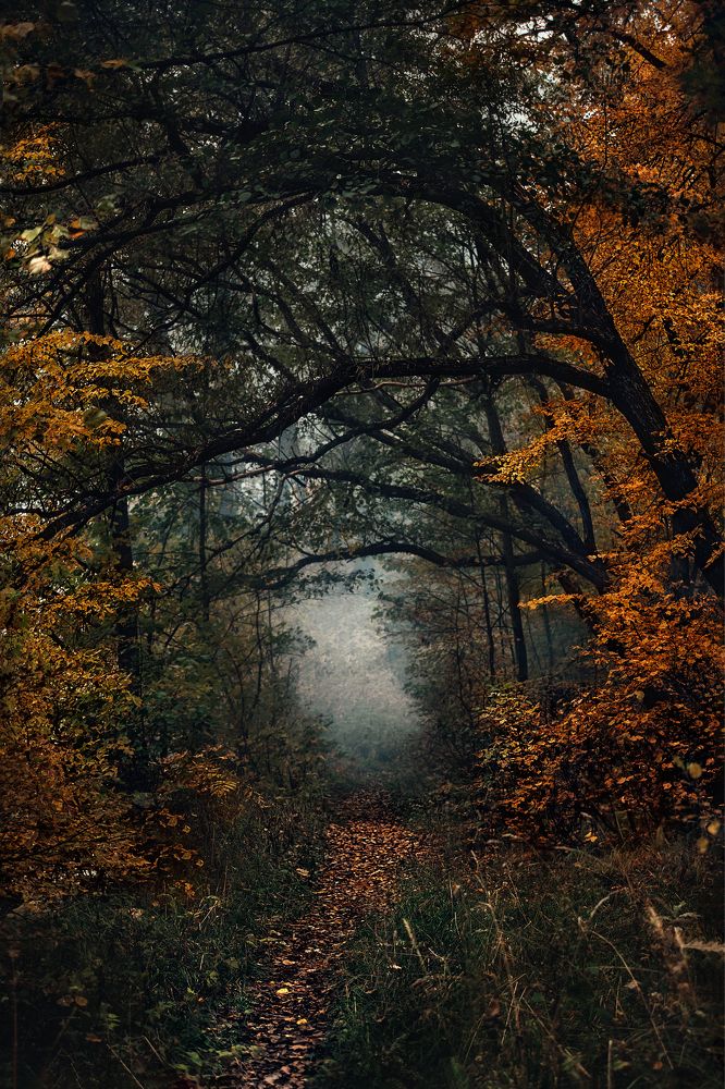 Осенний тоннель