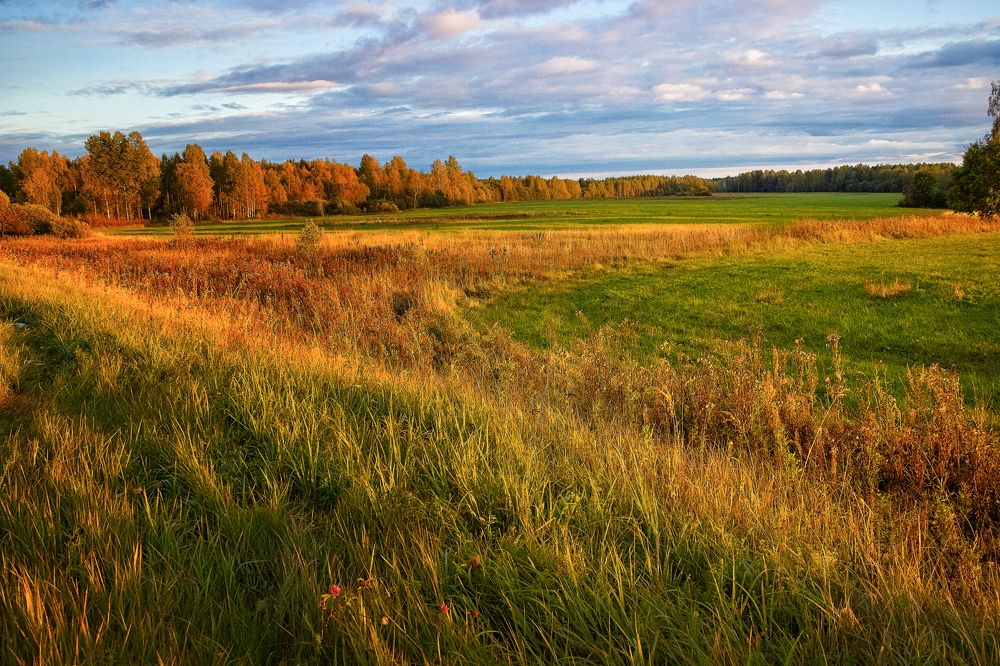 Рыжие поля /Red fields