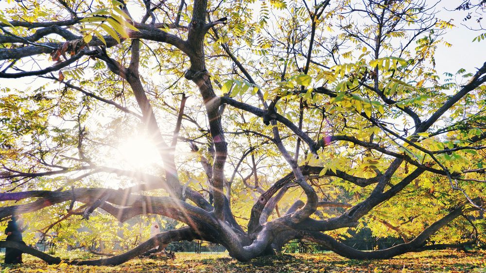 Орех Манчжурский