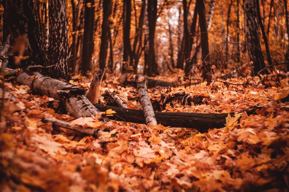 Photograph by Сергей Демидов