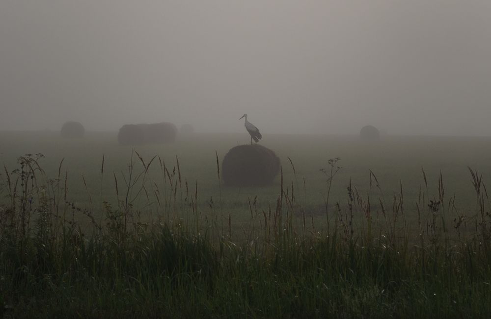 Photograph by Баранов Олег