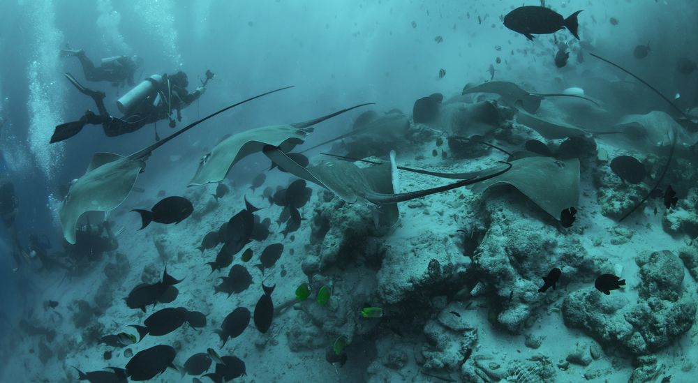 Фотография автора Димитрий Евтушик