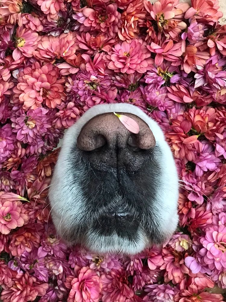 Мокрый нос❤️