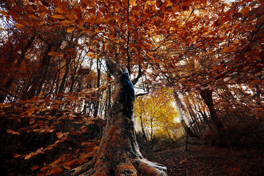 Фотография автора Diana Ivanova