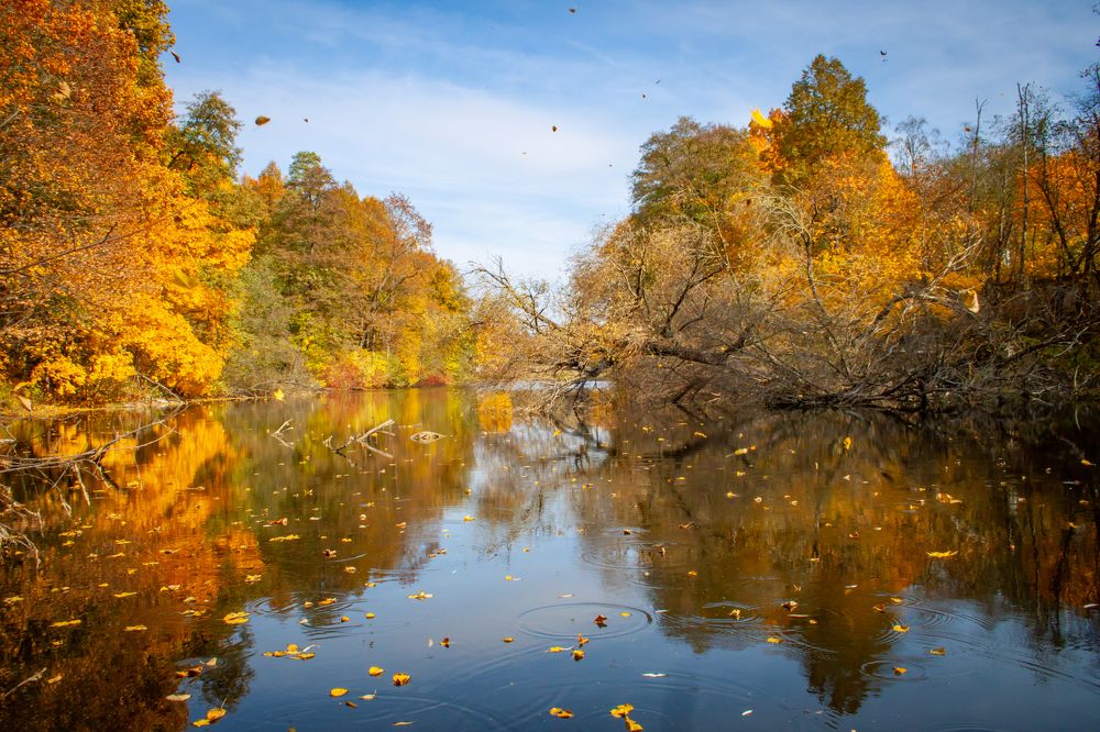 Leaf fall/Листопад