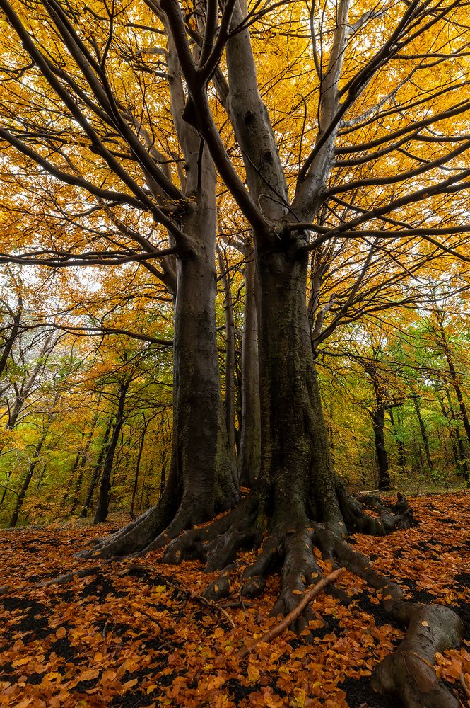 Photograph by Massimo Tamajo