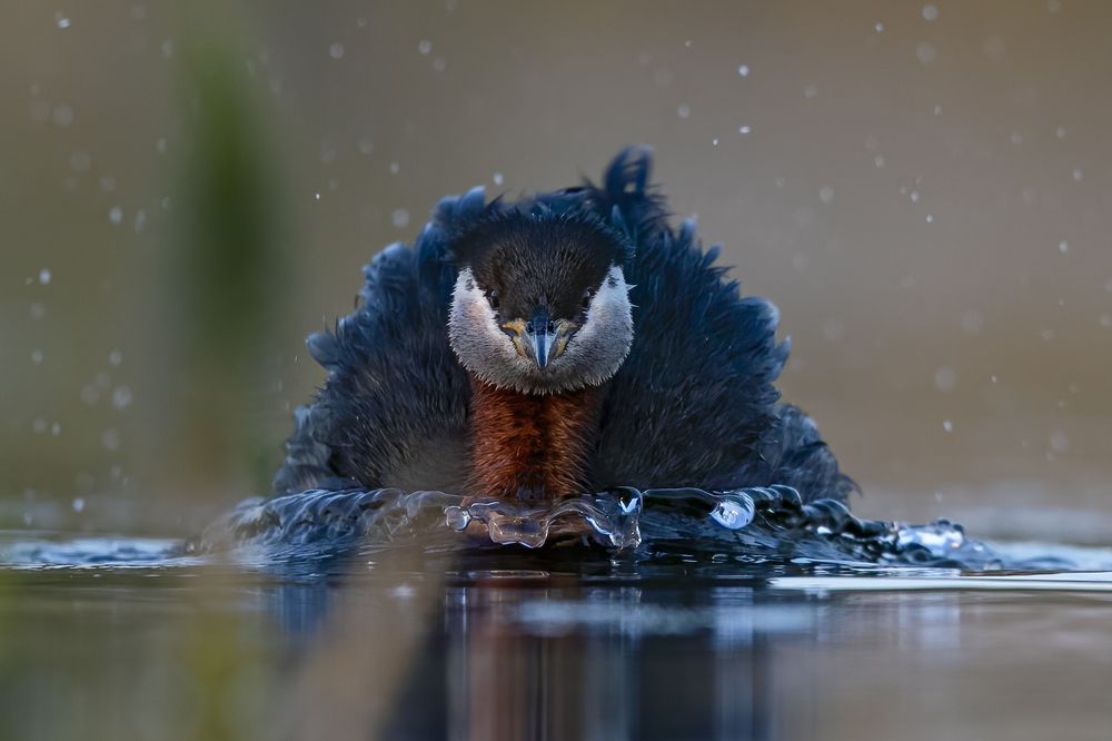 Photograph by Rimantas Stankunas