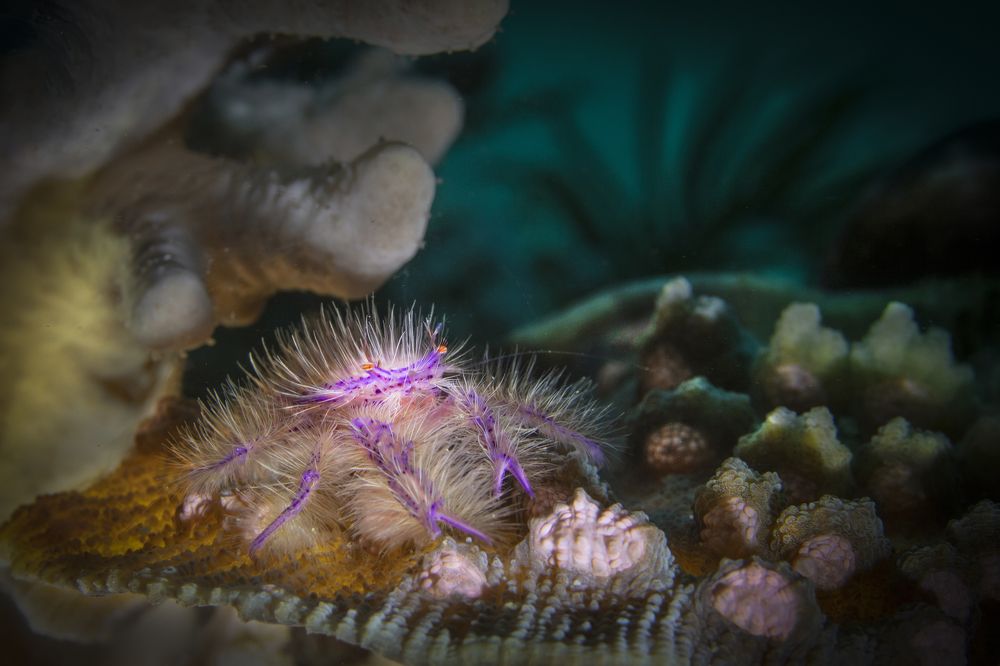 Photograph by Дериглазова Марина Владимировна