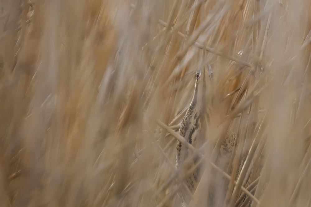 Photograph by Rimantas Stankunas