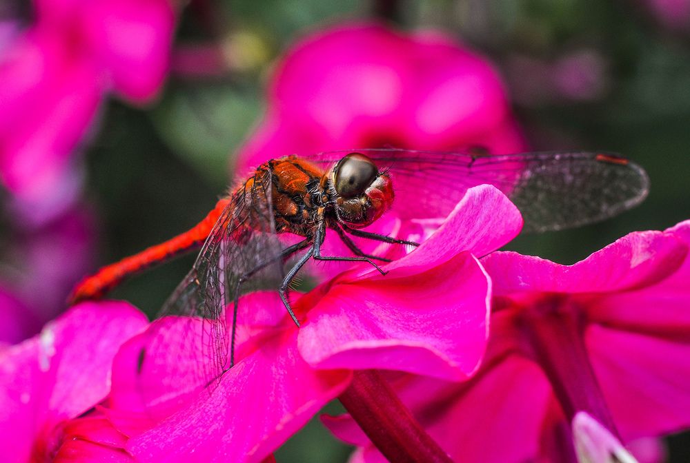 Photograph by Олеся zme