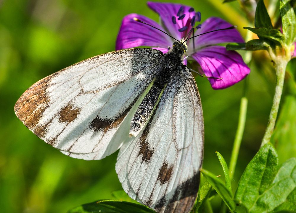 Photograph by Олеся zme
