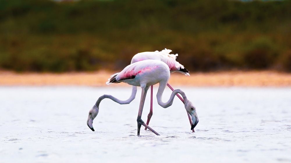 Flamingo