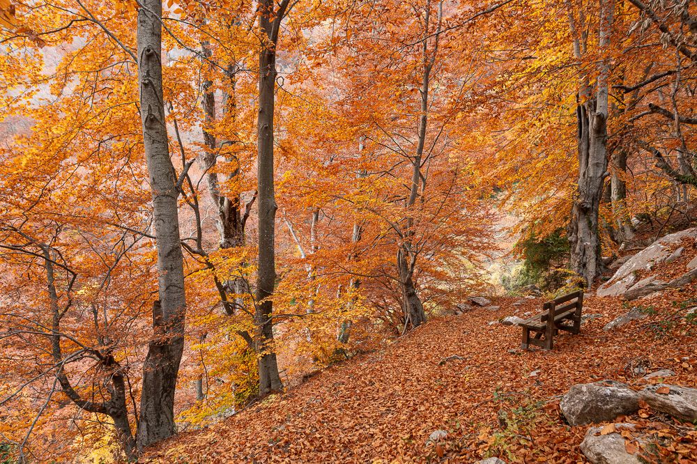 Торжество последней красоты засыпающей природы.