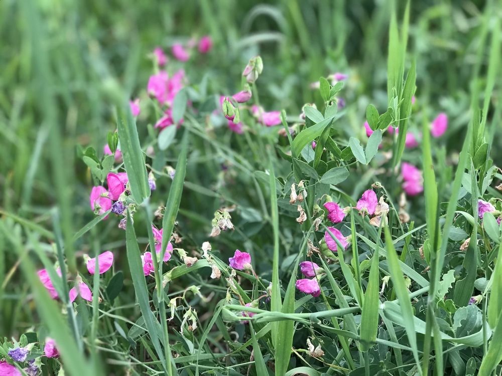 Цветы луговые