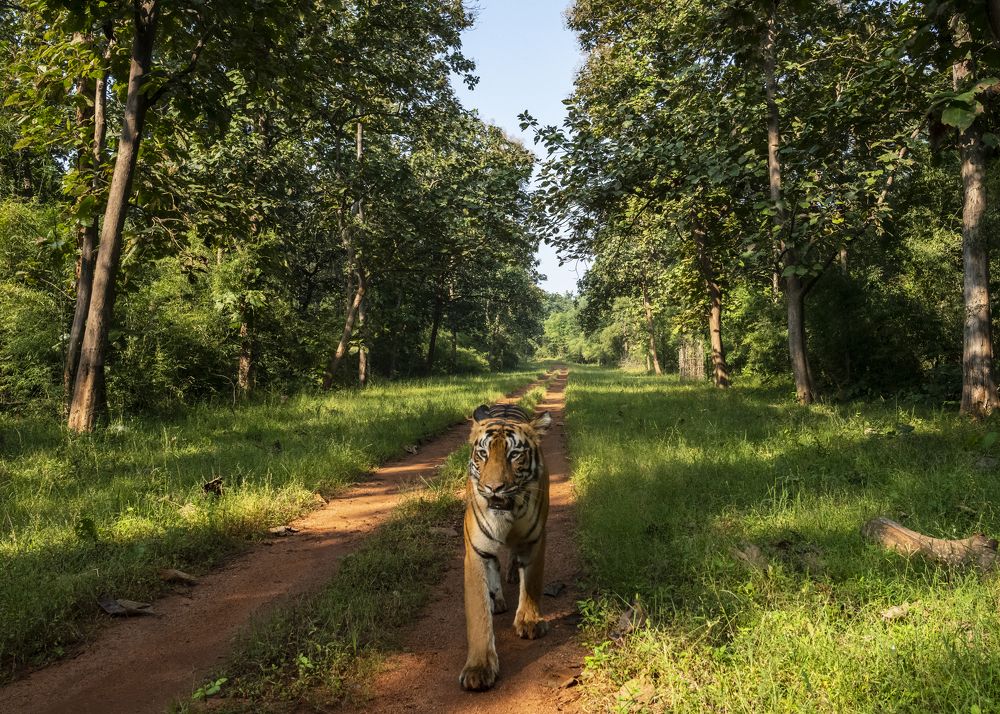 The Guardian of the Forest