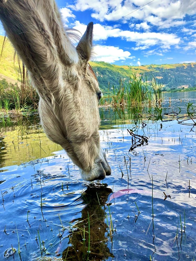 Horse in heaven