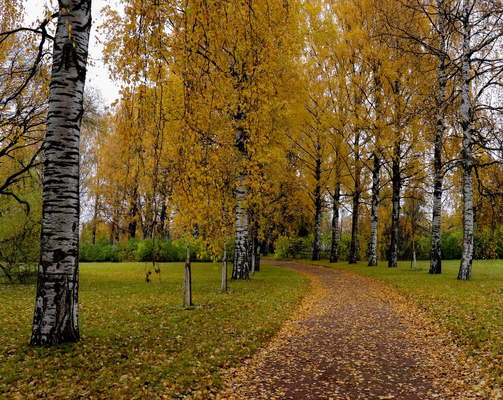 Желтая дорога