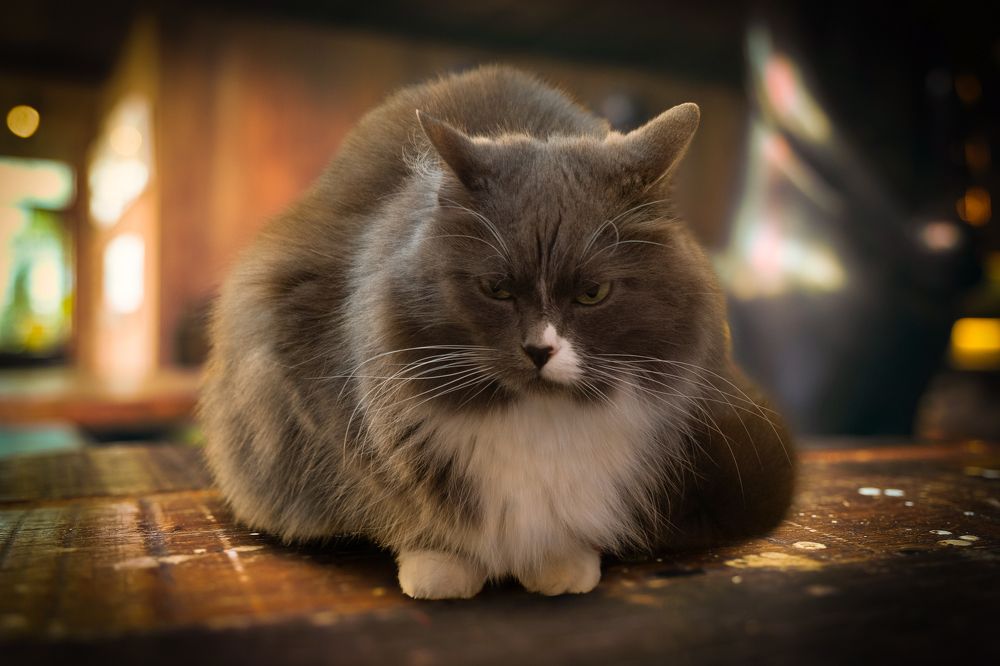 Photograph by Dariusz Budyta