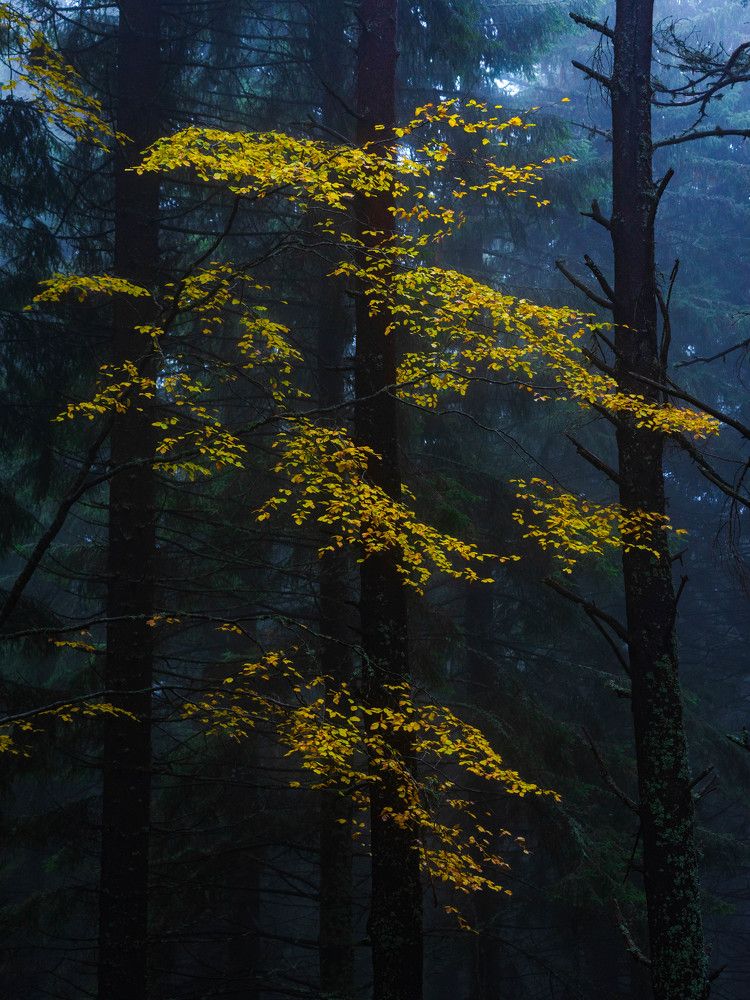 The colors of Autumn