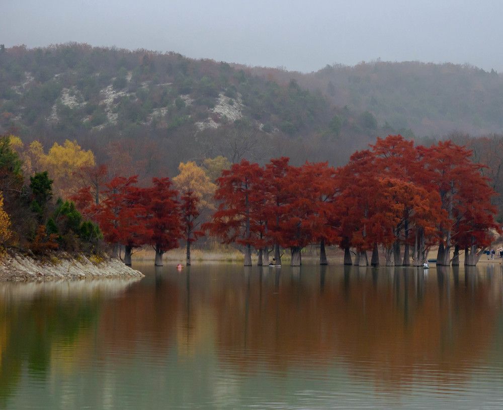 Кипарисы осенью