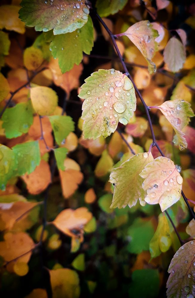 Photograph by Галина Рудас