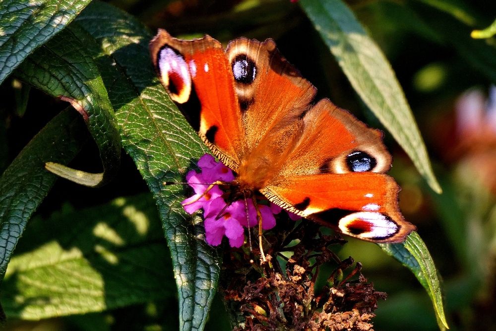 Photograph by backareva irina