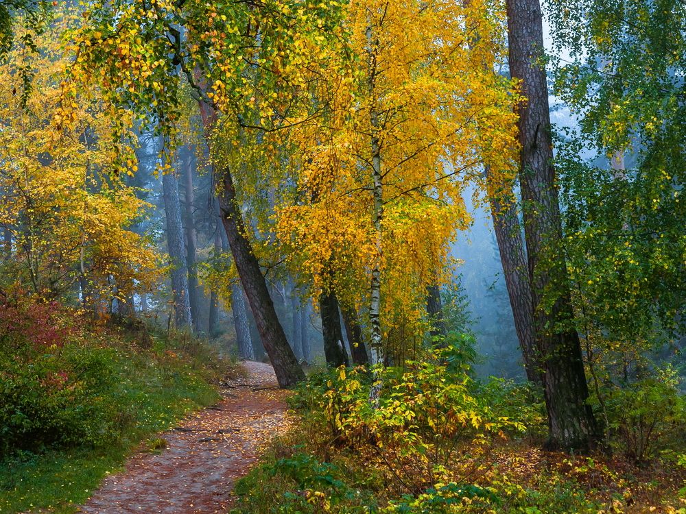 Хмельной лес