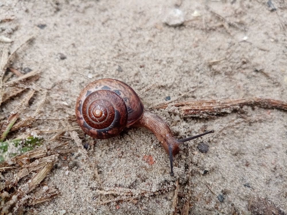 Beautiful snail