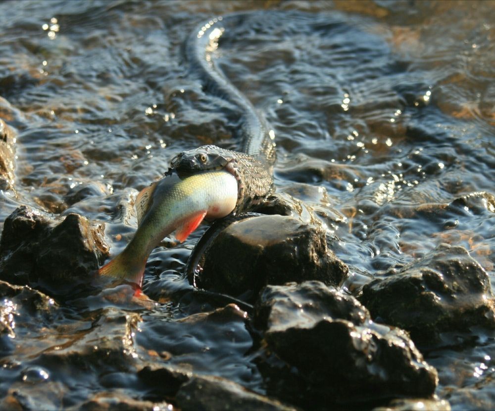 Фотография автора Татьяна Шебаршенко