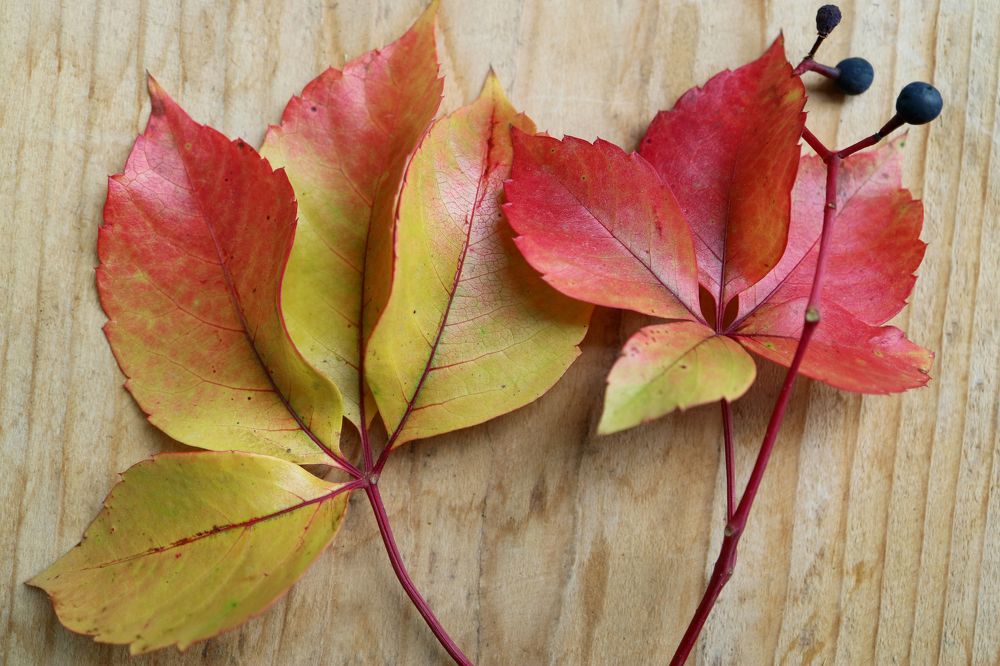 Colorful Leaves With Berries